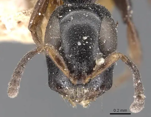 Tetraponera nitida - CASENT0907464