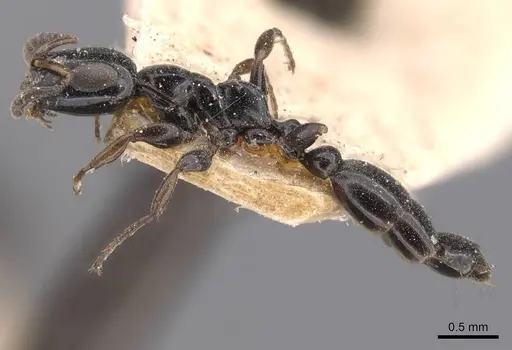 Tetraponera nitida - CASENT0907464