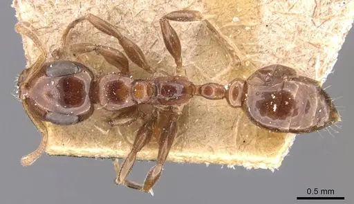 Tetraponera nitida - CASENT0907465
