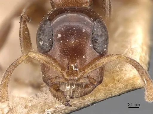 Tetraponera nitida - CASENT0907465