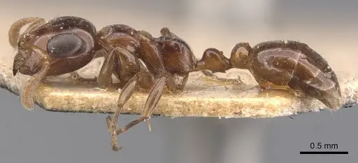 Tetraponera nitida - CASENT0907465