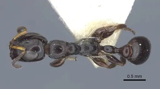 Tetraponera nitida - CASENT0916867