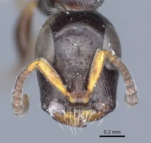 Tetraponera nitida - CASENT0916867