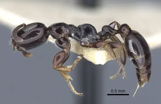 Tetraponera nitida - CASENT0916867