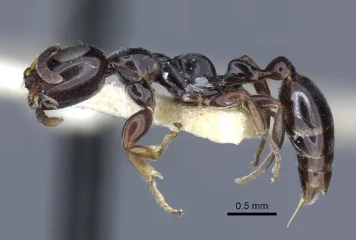 Tetraponera nitida - CASENT0916867