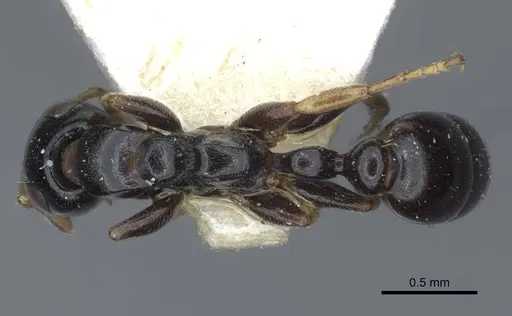 Tetraponera nitida - CASENT0916868