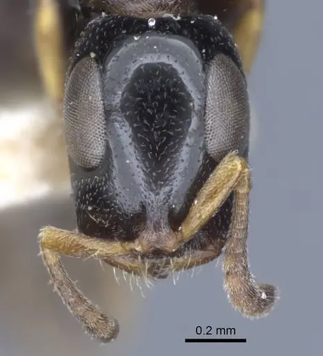 Tetraponera nitida - CASENT0916868