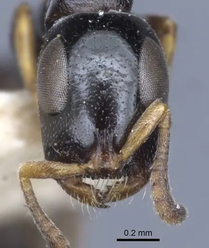 Tetraponera nitida - CASENT0916868