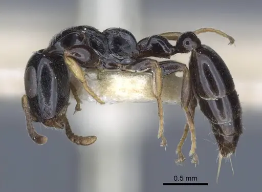 Tetraponera nitida - CASENT0916868