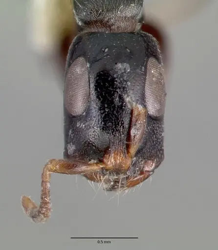 Tetraponera nitida - CASTYPE06947