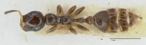 Tetraponera nitida - FOCOL1172