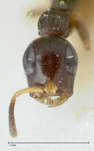 Tetraponera nitida - FOCOL1172
