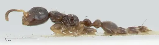 Tetraponera nitida - FOCOL1172