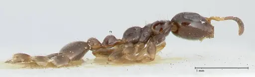 Tetraponera nitida - FOCOL1172