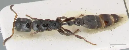 Tetraponera nitida - FOCOL1173