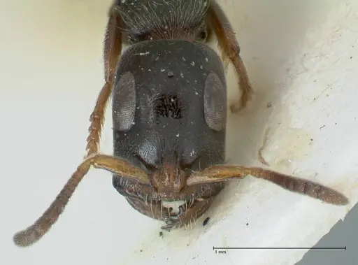 Tetraponera nitida - FOCOL1173