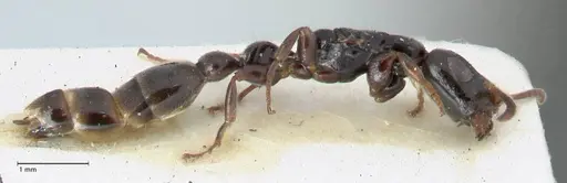 Tetraponera nitida - FOCOL1173