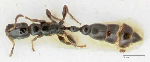 Tetraponera nitida - FOCOL1174