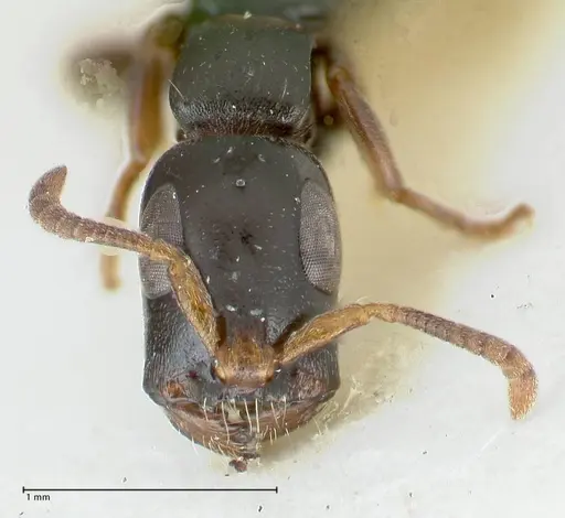 Tetraponera nitida - FOCOL1174