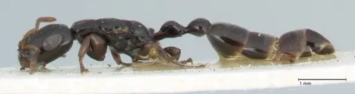 Tetraponera nitida - FOCOL1174