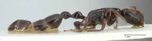 Tetraponera nitida - FOCOL1174