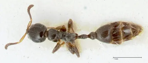 Tetraponera nitida - FOCOL1175