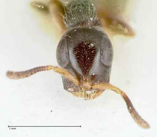 Tetraponera nitida - FOCOL1175