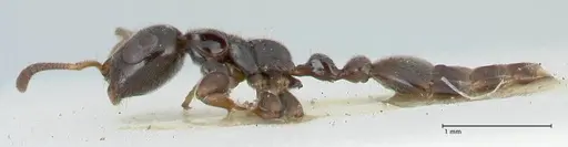 Tetraponera nitida - FOCOL1175