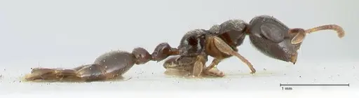 Tetraponera nitida - FOCOL1175