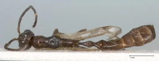 Tetraponera nitida - FOCOL1182