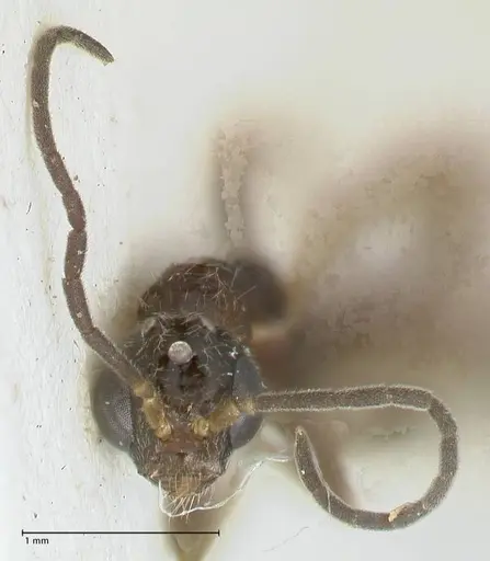 Tetraponera nitida - FOCOL1182