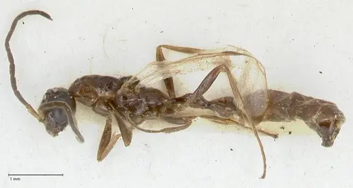 Tetraponera nitida - FOCOL1182