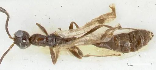 Tetraponera nitida - FOCOL1183