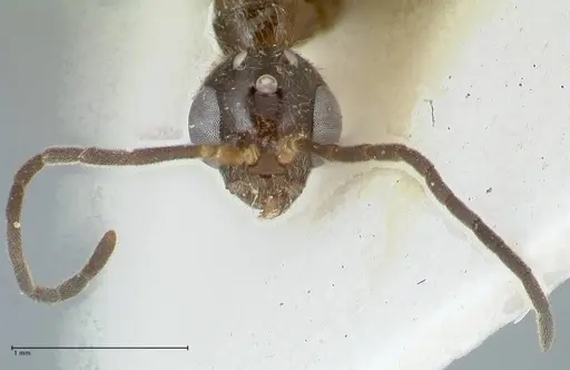 Tetraponera nitida - FOCOL1183