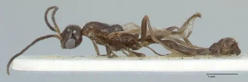 Tetraponera nitida - FOCOL1183