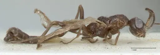 Tetraponera nitida - FOCOL1183