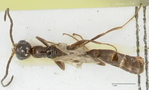 Tetraponera nitida - FOCOL1184