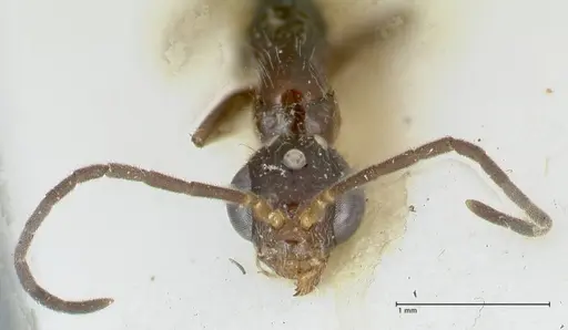 Tetraponera nitida - FOCOL1184