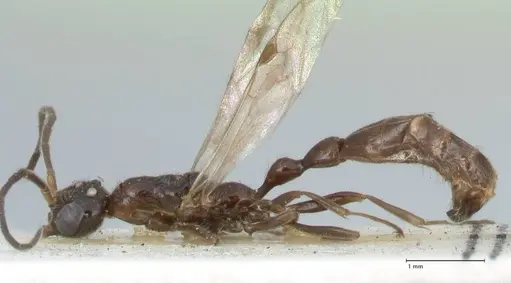 Tetraponera nitida - FOCOL1184