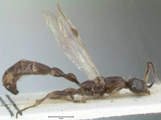 Tetraponera nitida - FOCOL1184