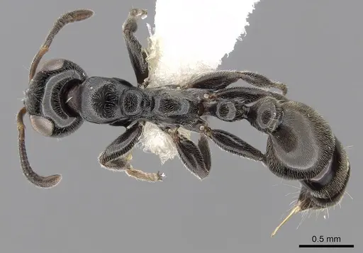 Tetraponera nodosa specimen