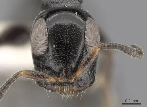 Tetraponera nodosa specimen