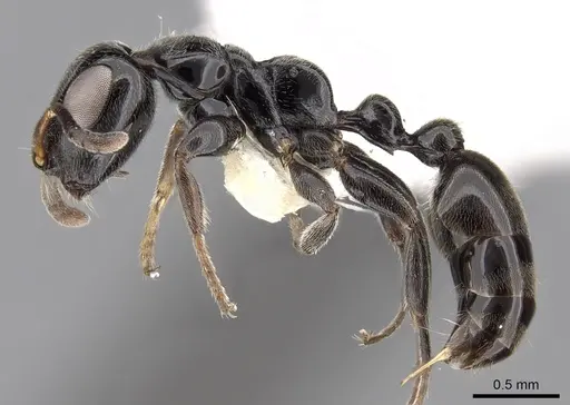 Tetraponera nodosa specimen