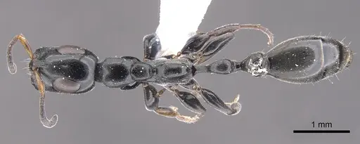 Tetraponera notabilis specimen