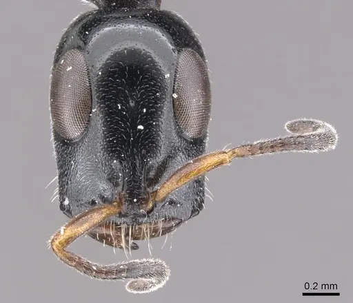 Tetraponera notabilis specimen