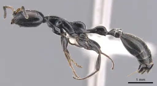 Tetraponera notabilis specimen