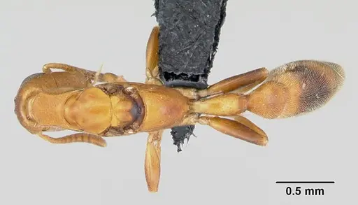 Tetraponera ophthalmica specimen