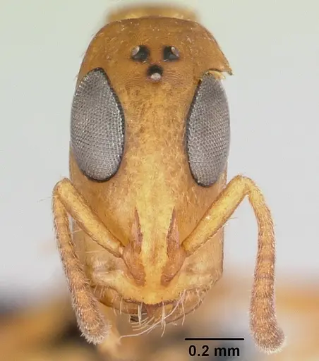 Tetraponera ophthalmica specimen
