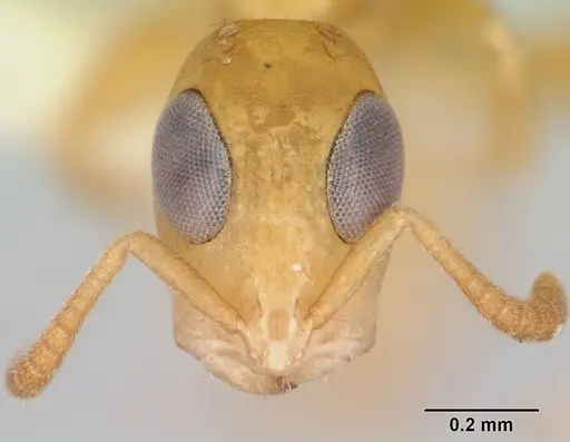 Tetraponera parops specimen