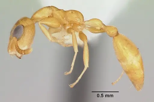 Tetraponera parops specimen